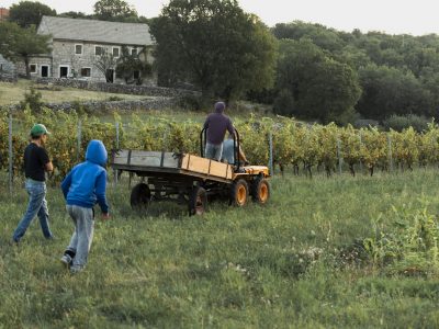 hombres-recogiendo-uvas-campo